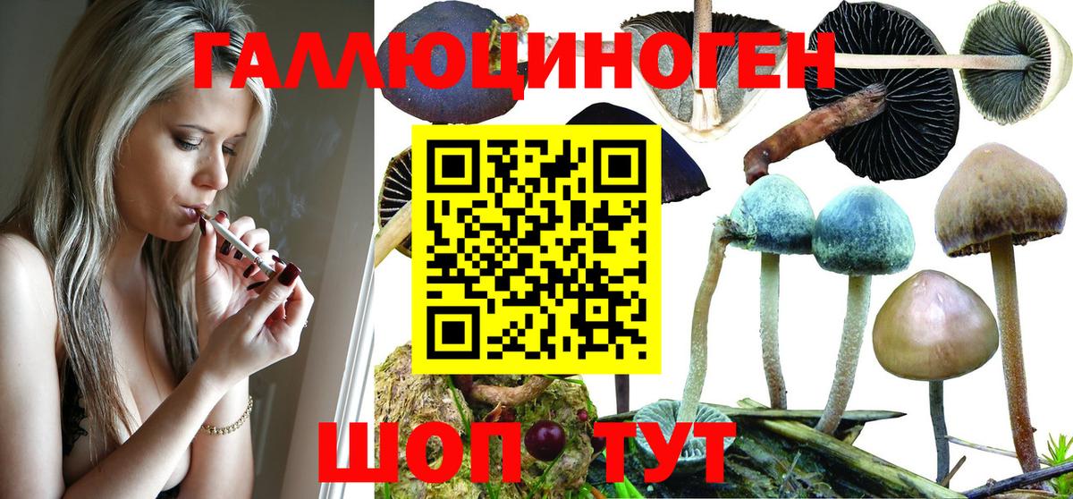 Галлюциногенные грибы Psilocybe  Гусиноозёрск  Псилоцибиновые грибы Cubensis 